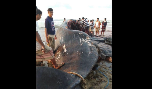 A dare daya Allah kanyi bature: rayuwan masu kama kifi a yemen ya sauya bayan gamuwa da aman kifin whale da ya kai kimanin Rs 10 crore