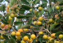 Amfanin magarya ga lafiyar dan adam