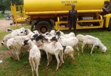 ‘Yan sanda sun fatattaki ‘yan ta’adda a Katsina, sun kwato dabbobi