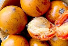 Anfanin Agbalumo ga jikin dan Adam.