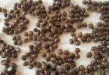 Health Benefits Of Papaya Seeds