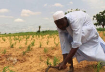 Hukumar NALDA ta ba da tabbacin cewa kasar ba zata fuskanci karancin abinci ba a shekarar 2023