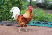 Kotun jihar Kano ta yanke wa kaza hukuncin kisa