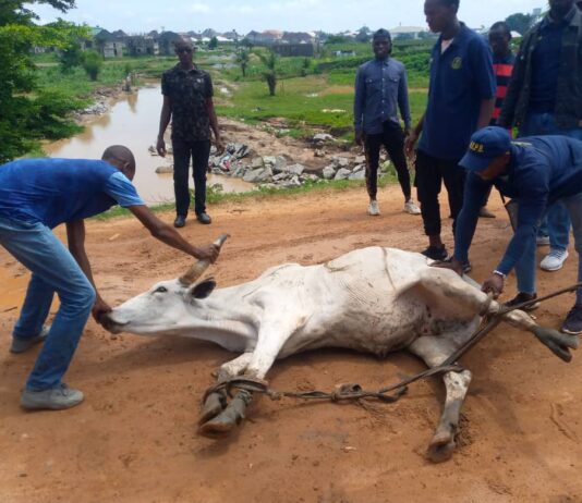 Hukumar tsaftace muhalli ,Sun kame Shanu 7 masu kiwo akan manyan tituna ba bisa ka’ida ba.